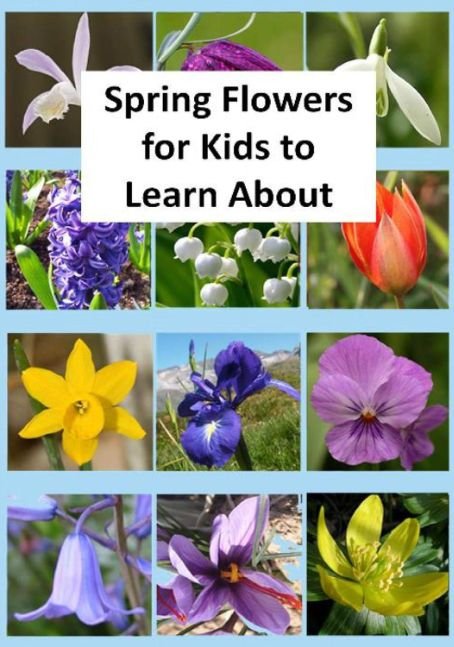 Spring Flowers for Kids to Learn About