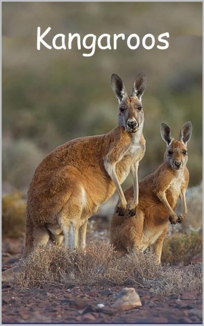 Kangaroos